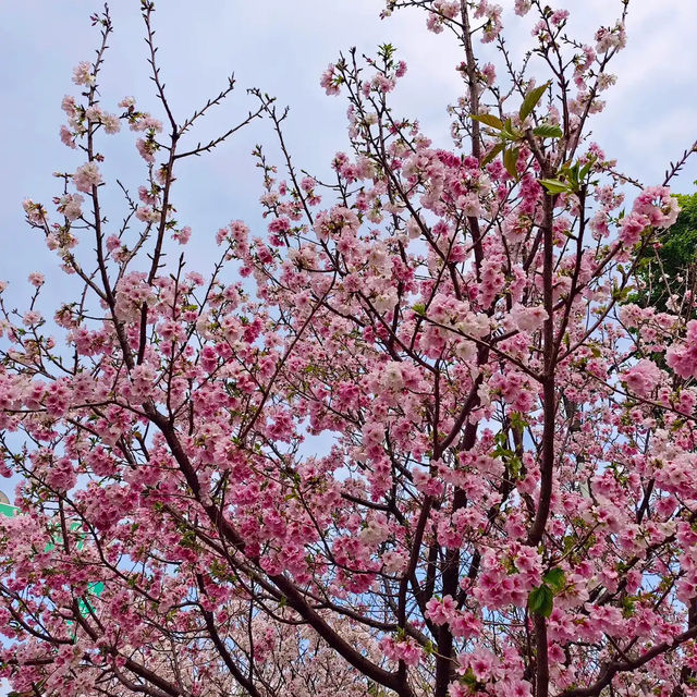 台北櫻花🌸陽明山下櫻花舞🩷花鐘閃耀映晴初🌸