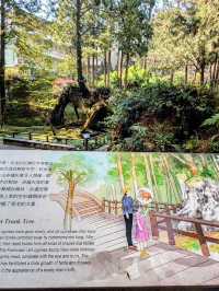阿里山國家森林遊樂區巨木群棧道 
