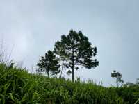เส้นทางรถไถขึ้นภูสอยดาว 🌳🍃