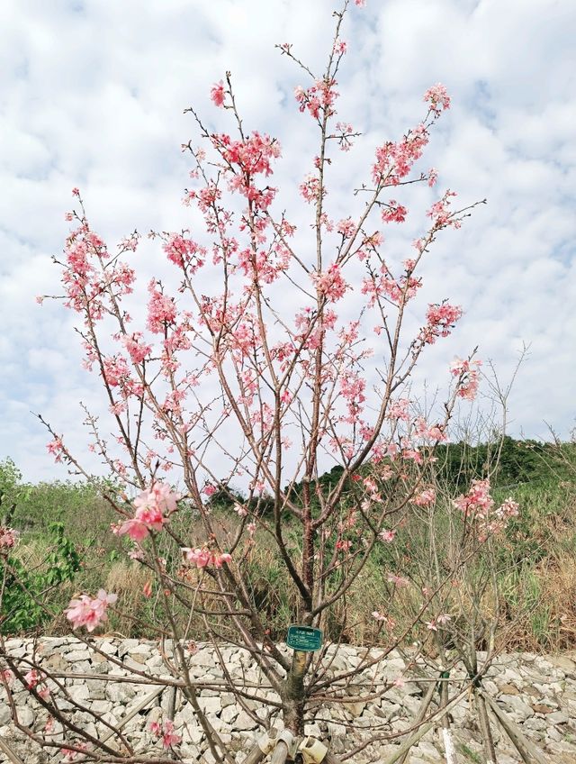 深圳賞櫻：小三洲塘南部櫻樂花谷櫻花情況