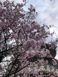 🌸 無極天元真壇：櫻花盛開的靈性之旅 🌸