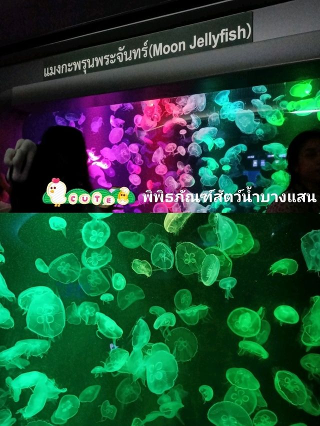 พิกัดเที่ยวบางแสน แค่ปากซอย