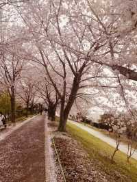 A Perfect Spring Picnic Destination!