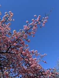 🌸Sakura Season Magic🌸: Where to See Japan’s Most Stunning Blooms