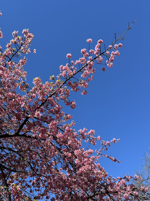 🌸Sakura Season Magic🌸: Where to See Japan’s Most Stunning Blooms