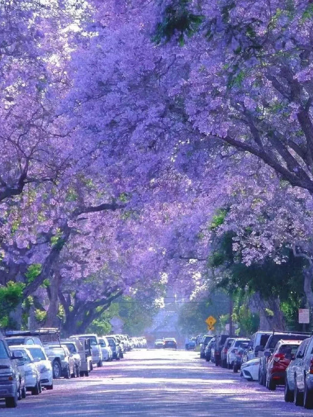 Spring City of China: Kunming Spring City of China: Kunming
