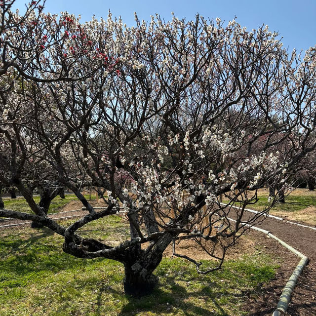 ～水元公園～城市綠意～  