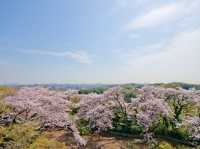 Chasing Sakura at Ikuta Ryokuchi Park