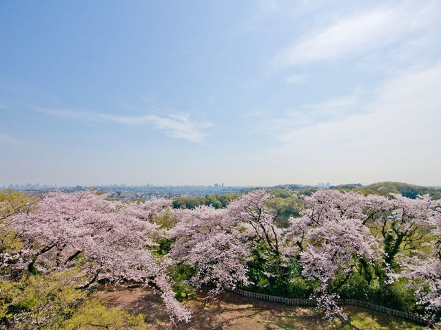Chasing Sakura at Ikuta Ryokuchi Park