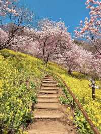 MATSUDA CHERRY BLOSSOM FESTIVAL | A PINK PARADISE IN FULL BLOOM 