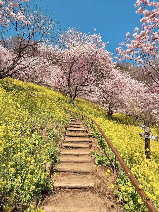 MATSUDA CHERRY BLOSSOM FESTIVAL | A PINK PARADISE IN FULL BLOOM 