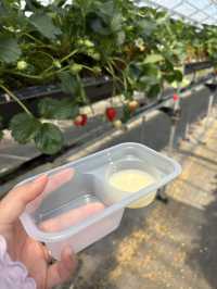 【藤枝】贅沢いちご狩り 甘くてジューシー！