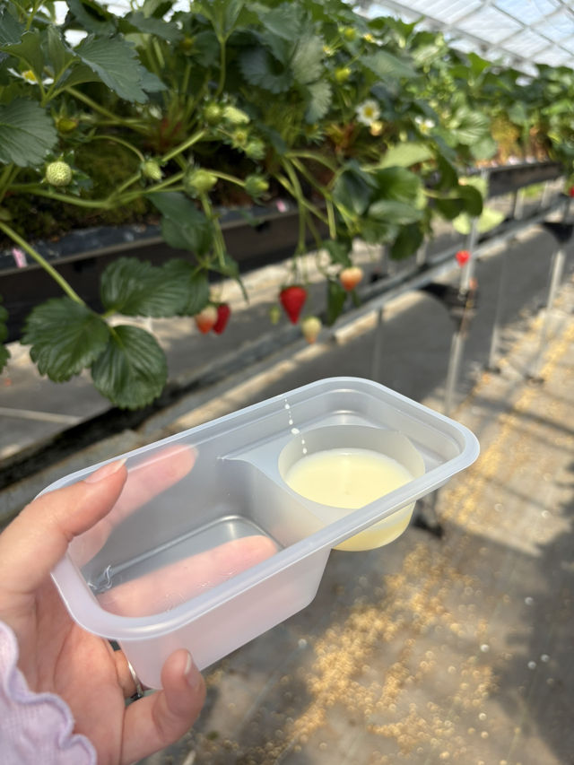 【藤枝】贅沢いちご狩り 甘くてジューシー！