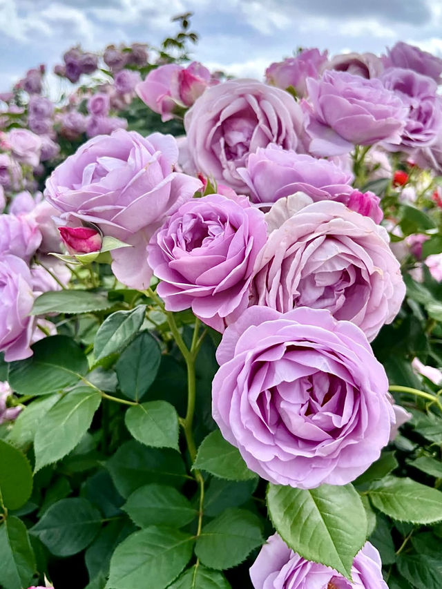 Spring Outing: Keisei Rose Garden🌼