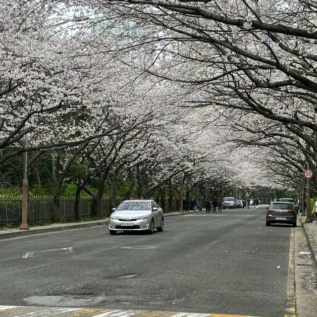海云台Dalmaji路樱花