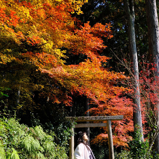 Kyoto không đông đúc - Enkouji Temple