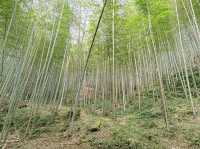 雲林古坑景點-木馬古道看竹林