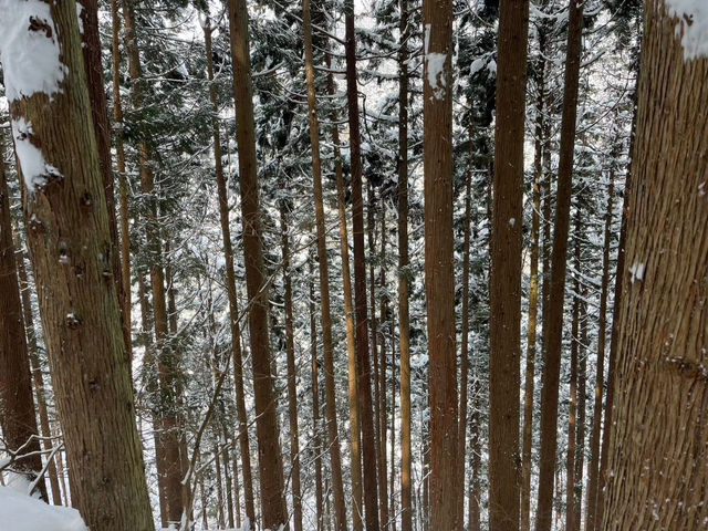 【雪景色×温泉×お猿さん♨️🐵「地獄谷野猿公苑」で癒しのひととき✨】