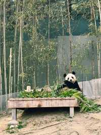Panda Serenity at Everland🐼
