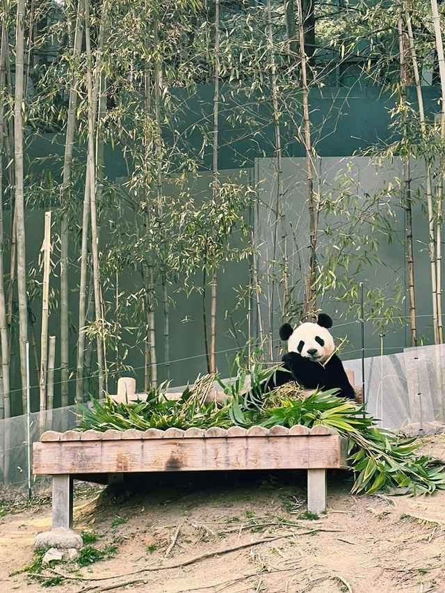 Panda Serenity at Everland🐼