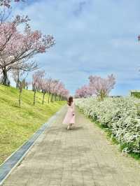 大阪 ❤︎ 長期間お花見ができる無料スポット🌸