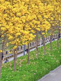Miss it now, and you'll wait another whole year—Guangzhou’s spring is in full bloom!