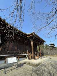 【京都】五重塔と美しい庭園をもつ世界遺産・仁和寺