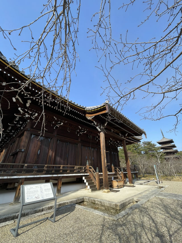 【京都】五重塔と美しい庭園をもつ世界遺産・仁和寺