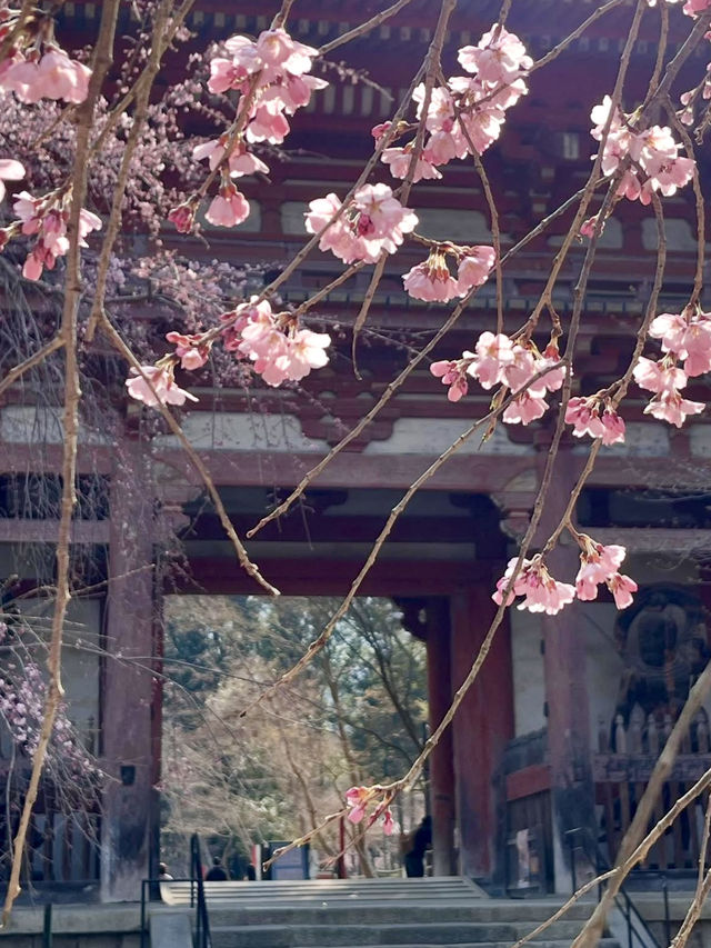 Weeping Cherry Blossoms at Daigo-ji Temple 🌸