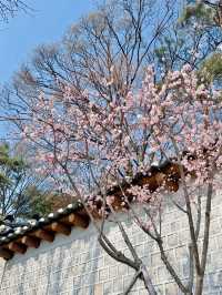 서울 벚꽃 명소 🌸