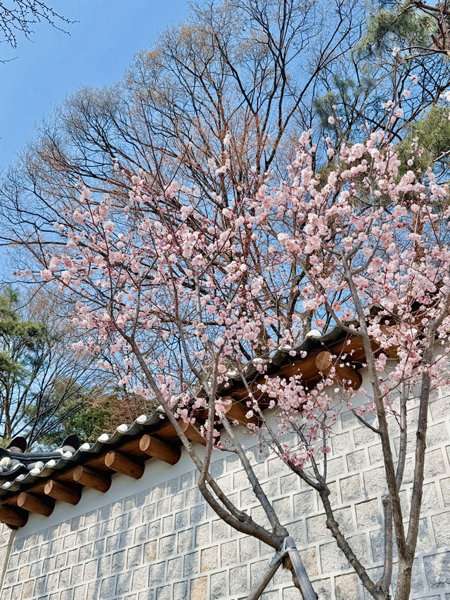서울 벚꽃 명소 🌸