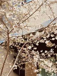 Sip and See: Cherry Blossom Views from Gwanggyo's Cafe Terraces 