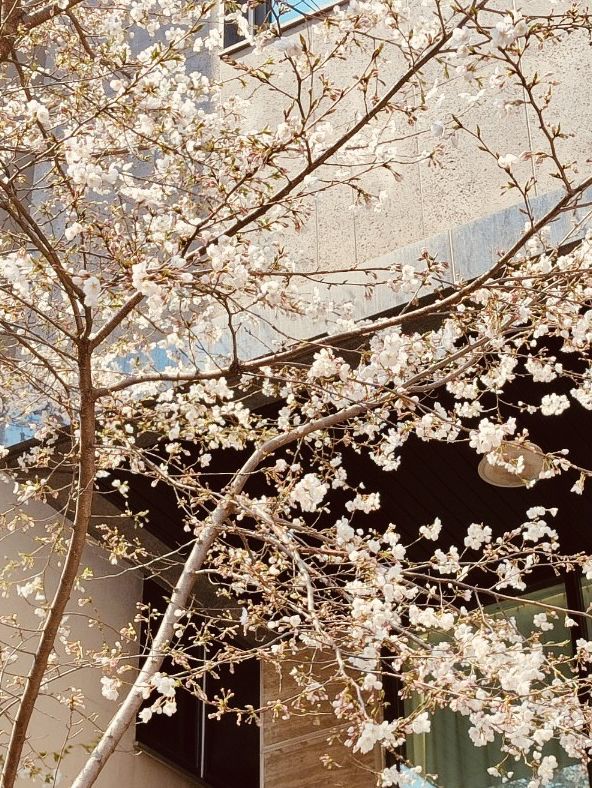 Sip and See: Cherry Blossom Views from Gwanggyo's Cafe Terraces 