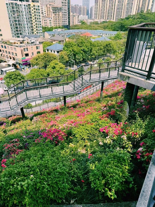 中國深圳著名網紅公園景點：玉龍公園，適合打卡📸