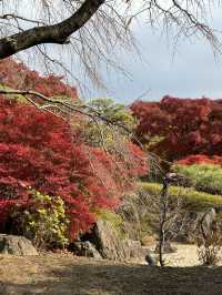 福岡｜筥崎宮花庭園｜拍照打卡好去處