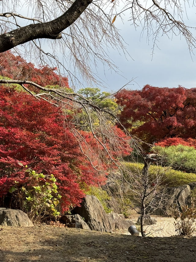 福岡｜筥崎宮花庭園｜拍照打卡好去處