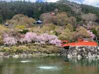 尾勝寺-櫻花與達摩不倒翁，大阪近郊賞櫻。