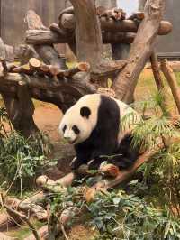 陪伴香港人長大的主題樂園！必看6隻熊貓！期間限定的熊貓寶寶！