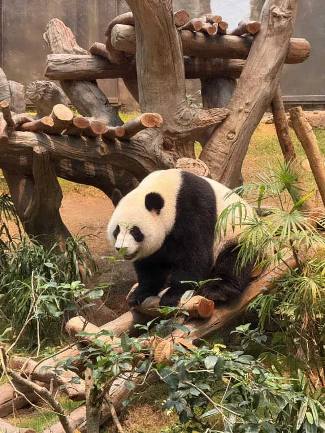 陪伴香港人長大的主題樂園!必看6隻熊貓!期間限定的熊貓寶寶!