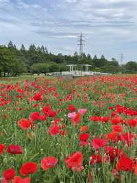 【埼玉】広大な敷地に、四季折々の花が咲き乱れる公園