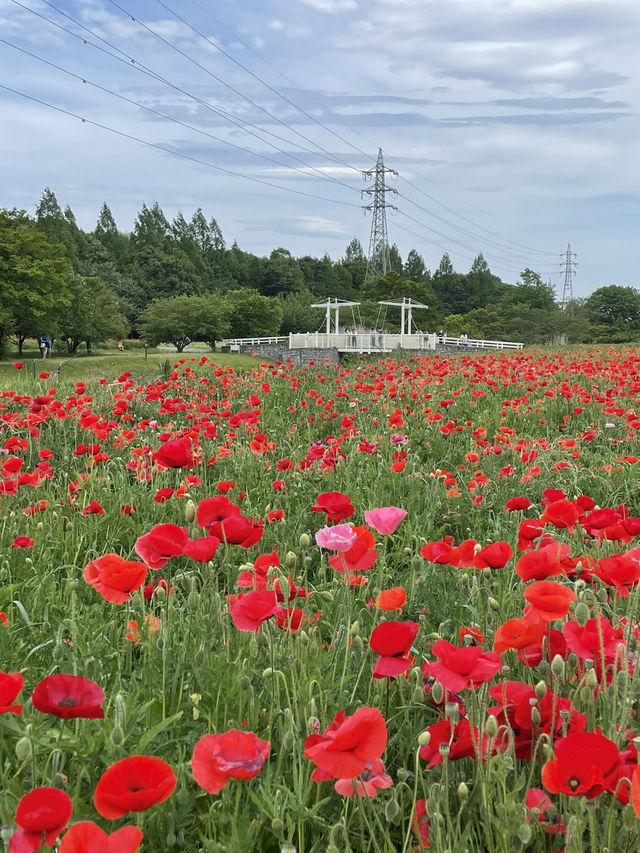 【埼玉】広大な敷地に、四季折々の花が咲き乱れる公園