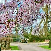Cherry Blossom Walk at Regent’s Park