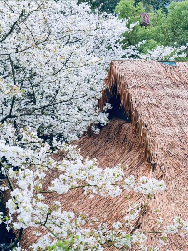 China National Tea Museum Cherry Blossoms– A Fragrant Fusion of Tea Culture and Sakura Serenity