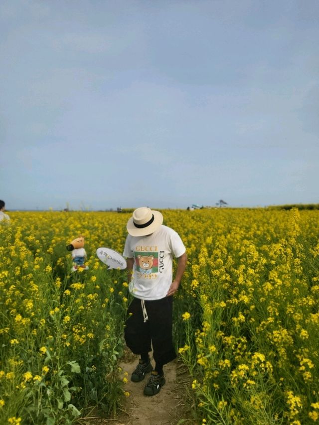 유채꽃 만발한 낭만가득 포항여행코스