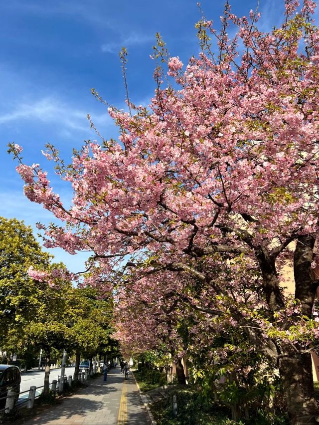 Timeless Blooms: Springtime Magic at Takato Castle