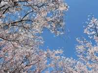 Rokudo-no-Tsutsumi Cherry Blossoms– Kyoto’s Hidden Philosopher’s Path