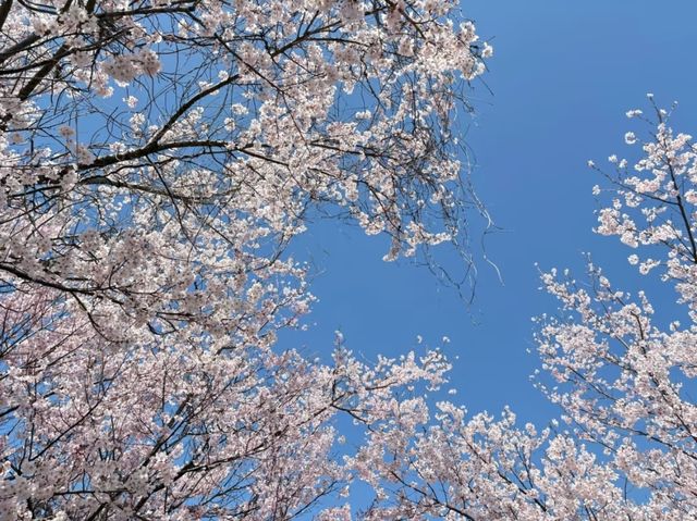 Rokudo-no-Tsutsumi Cherry Blossoms– Kyoto’s Hidden Philosopher’s Path
