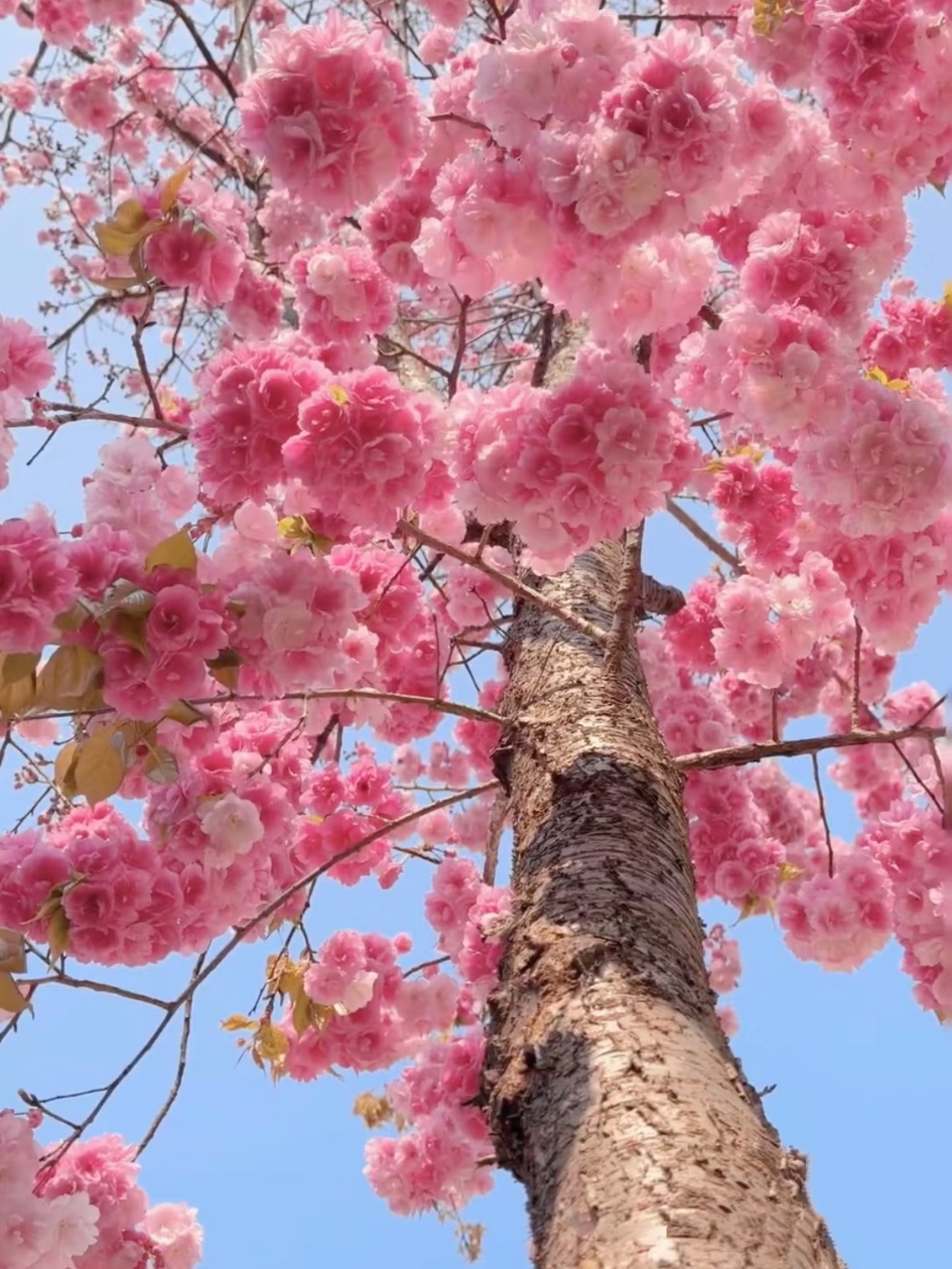 #cherryblossom25
在武漢賞櫻花不僅是一種視覺享受，更是一種情感體驗。人們從遠方趕來，漫步在花叢下，停下來拍照，或只是沉浸在這一刻。當花瓣隨風飄落，彷彿整個春天都被捕捉在了你的目光中。在那一瞬間，繁華的城市變得柔和起來，時間彷彿也變得緩慢。
