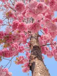 Wuhan in Bloom: A Dream Beneath the Petals