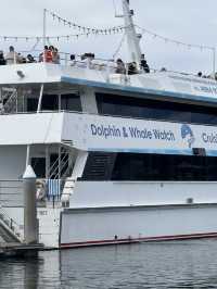 【シドニー郊外】野生のイルカと絶景に出会える場所。Port Stephens で過ごす1日